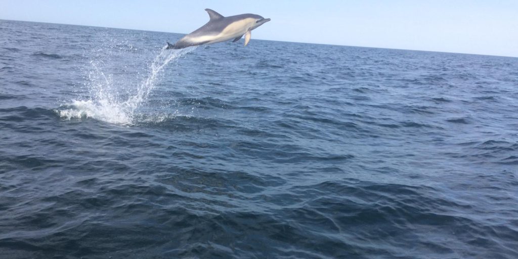 hoppande-delfin-utanfor-glommen
